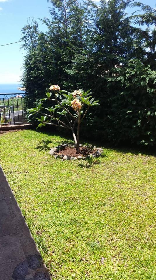Paraiso Das Flores Estreito Da Calheta Εξωτερικό φωτογραφία
