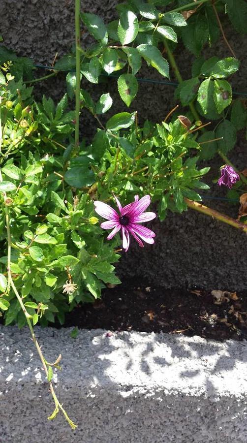 Paraiso Das Flores Estreito Da Calheta Εξωτερικό φωτογραφία
