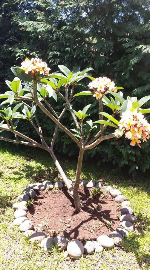 Paraiso Das Flores Estreito Da Calheta Εξωτερικό φωτογραφία